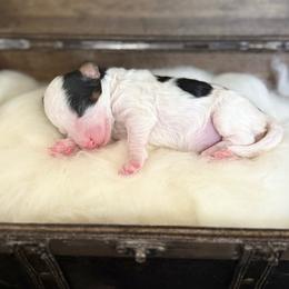 Shyanne - Parti female Poodle puppy in Ault, Colorado from The Peaks Premium Poodles