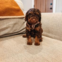 Brooks - Brown and white male Aussiedoodle puppy in Tryon, North Carolina from Melrose Mountain Farm