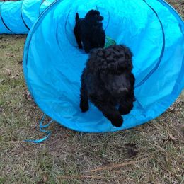 Poodle Puppies from Deborah Busch Poodles