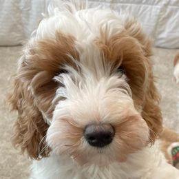Australian Labradoodles from His Fame Australian Labradoodles