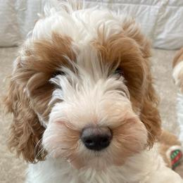 Australian Labradoodles from His Fame Australian Labradoodles