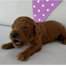 Sophi - Red  female Poodle puppy in Cape Coral, Florida from Ruby the poodle