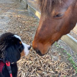 Bernese Mountain Dog Puppies from Lonesome Pine Farm