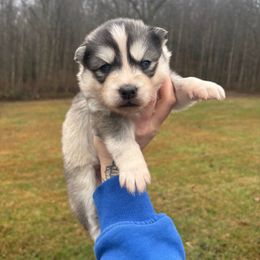 Pink - Gray and white female Siberian Husky puppy in Jonesborough, Tennessee from Dry Creek Siberians
