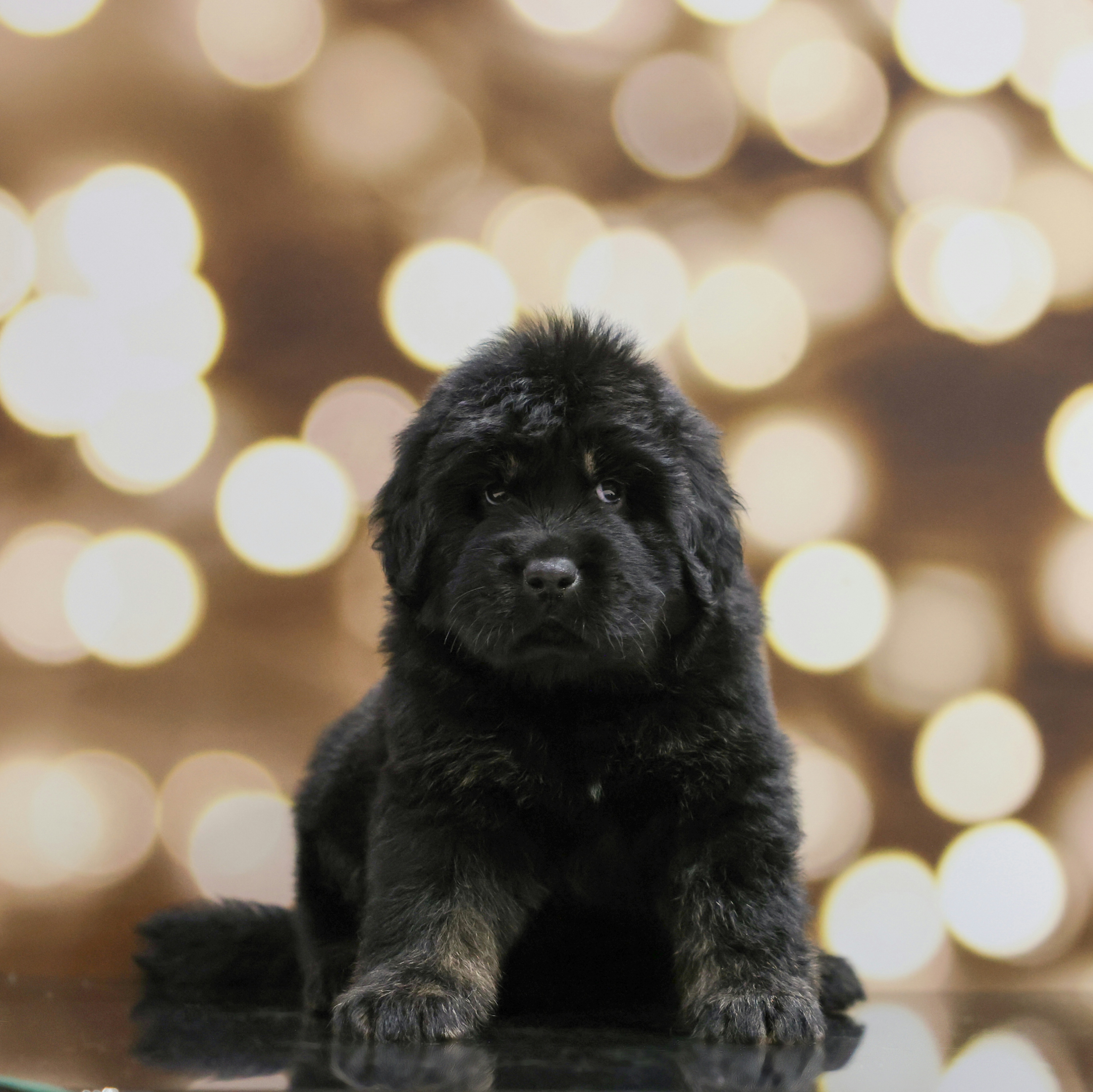 Boy 3 - Tibetan Mastiff puppy from Adynasty Tibetan Mastiffs