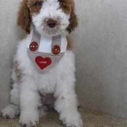 Groopert - Parti male Goldendoodle puppy in Warsaw, Ohio from Lovabledoodles