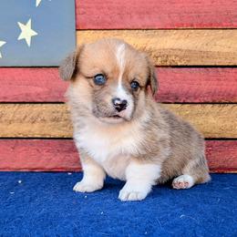 Kyle - Red merle and white male American Corgi puppy in Shawnee, Oklahoma from Sunray Ranch