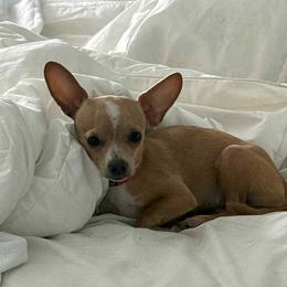 Tinkerbell - Chihuahua