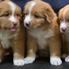 Nova Scotia Duck Tolling Retrievers from Shireway Tollers