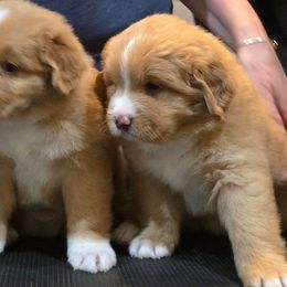 Nova Scotia Duck Tolling Retrievers from Shireway Tollers