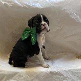 Riley Green - Brindle male Boxer puppy in Willard, North Carolina from Boone’s Boxers of North Carolina