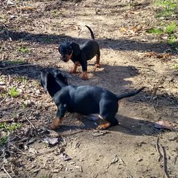 Dachshund Puppies from DANIELLE HURT
