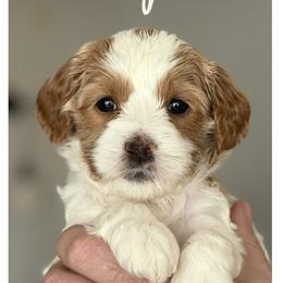 Audrey - Apricot female Australian Labradoodle puppy in Gladstone, Oregon from Beaver State Labradoodles
