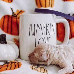 “Tanya” Tucker | Timber Oaks Junie Bea Jacks, or "Junie Bea"" - Cream Goldendoodle puppy in Pine Bluff, Arkansas from Maizey Jane’s Doodles