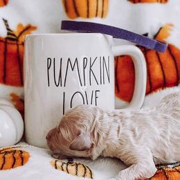 “Tanya” Tucker | Timber Oaks Junie Bea Jacks, or "Junie Bea"" - Cream Goldendoodle puppy in Pine Bluff, Arkansas from Maizey Jane’s Doodles