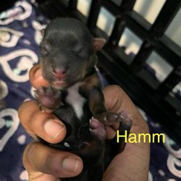 Hamm - Black and tan male Yorkipoo puppy in Gastonia, North Carolina from Precious pups dynasty kennel