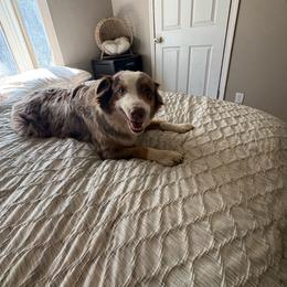 Scar - Australian Shepherd
