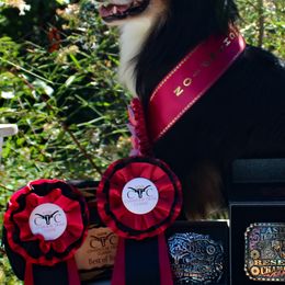 Australian Shepherds, Miniature American Shepherds, and Miniature Australian Shepherds from Rocking Diamond B Aussies