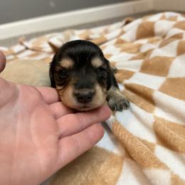 Girl 4 - Black and cream female Dachshund puppy in Stamford, Texas from West Texas Miniature Dachshunds