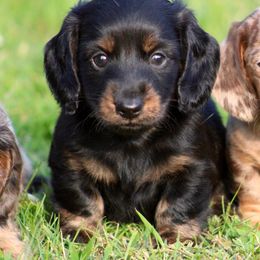 Dachshund Puppies from Mom's Dachshunds