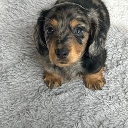 Niles - Dapple male Dachshund puppy in Belfair, Washington from CreekSide Mini Doxies