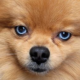 Pomeranians from Peak Pomeranians