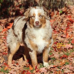 Leia - Red merle female Miniature American Shepherd puppy in Hillsdale, Michigan from Faithwalk Aussies and Mini American Shepherds