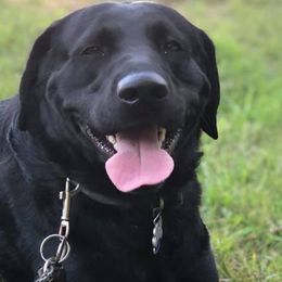 Dilute Retrievers and Labrador Retrievers from Unity Pond Labradors