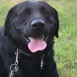 Dilute Retrievers and Labrador Retrievers from Unity Pond Labradors