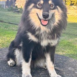 Finnish Lapphund puppies from Lighthouse Lapphunds and Leos by the Sea