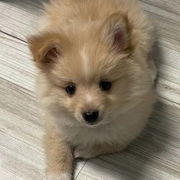 Pomeranians from Pomeranian Pals