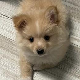 Pomeranians from Pomeranian Pals