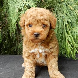 Odie - Red male Maltipoo puppy in Millersburg, Ohio from My Pals