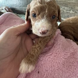 Mocha - Red female Cavapoo puppy in Osseo, Michigan from Smiths Fluffy butts