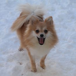 Piper - Pomeranian