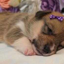 Glory - Sable female Pembroke Welsh Corgi puppy in Austin, Texas from Cutest Corgi's of Austin
