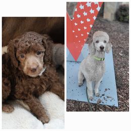 Poodle All Grown Up from Caelestis Poodles
