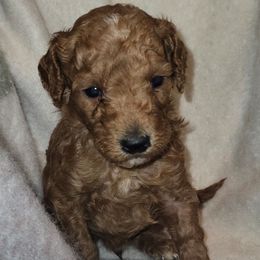 Grizz - Red  male Poodle puppy in Statesboro, Georgia from Briar Creek Kennels