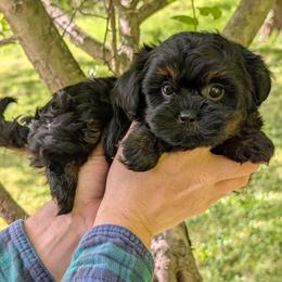 Melody - Black female Shihpoo puppy in Coshocton, Ohio from Forever Family Puppies