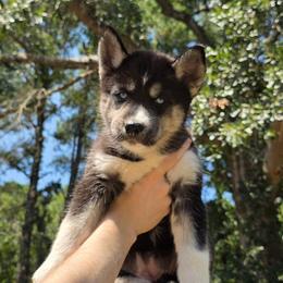 Sierra - Agouti and white female Siberian Husky puppy in Meridian, Mississippi from JJ's Huskies