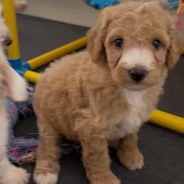 Princess - Apricot female Goldendoodle puppy in Pensacola, Florida from Goldendoodles Love You in Pensacola Friend Edition