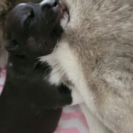Siberian Husky Puppies from Current River Siberians