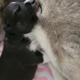 Siberian Husky Puppies from Current River Siberians