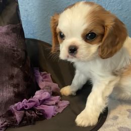 Cavalier King Charles Spaniel Puppies from Christina’s Cavaliers