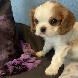 Cavalier King Charles Spaniel Puppies from Christina’s Cavaliers