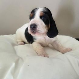 Cooper - Black white and brown male Basset Hound puppy in Denison, Texas from Emma Lou's Baby Bassets