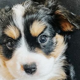 Companion Crosses from Columbia Basin Puppies