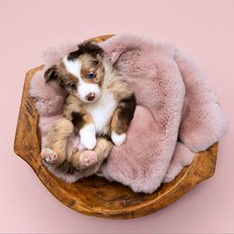 Allie - female Toy Australian Shepherd puppy in Bertram, Texas from Ashley’s Australian Shepherds