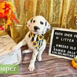 Dalmatian Puppies from Rainier DALS LUA Dalmatians