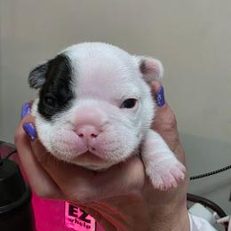 Boy - White and brindle male French Bulldog puppy in Hutchinson, Kansas from JoyBull Frenchies